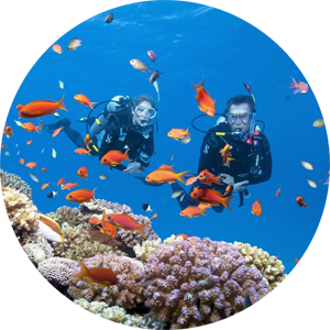 Scuba Diving